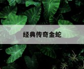 经典传奇金蛇