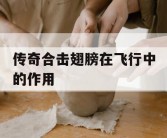 传奇合击翅膀在飞行中的作用