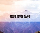玫瑰传奇品种