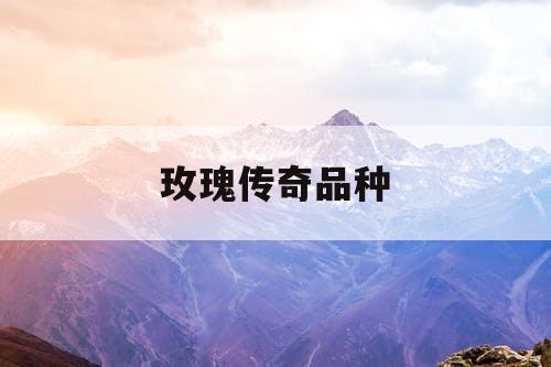 玫瑰传奇品种